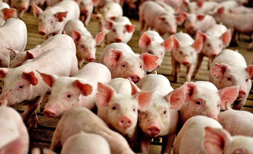 Ставропольская компания ввела свинокомплекс на 35 тыс. голов после модернизации стоимостью 1,1 млрд руб