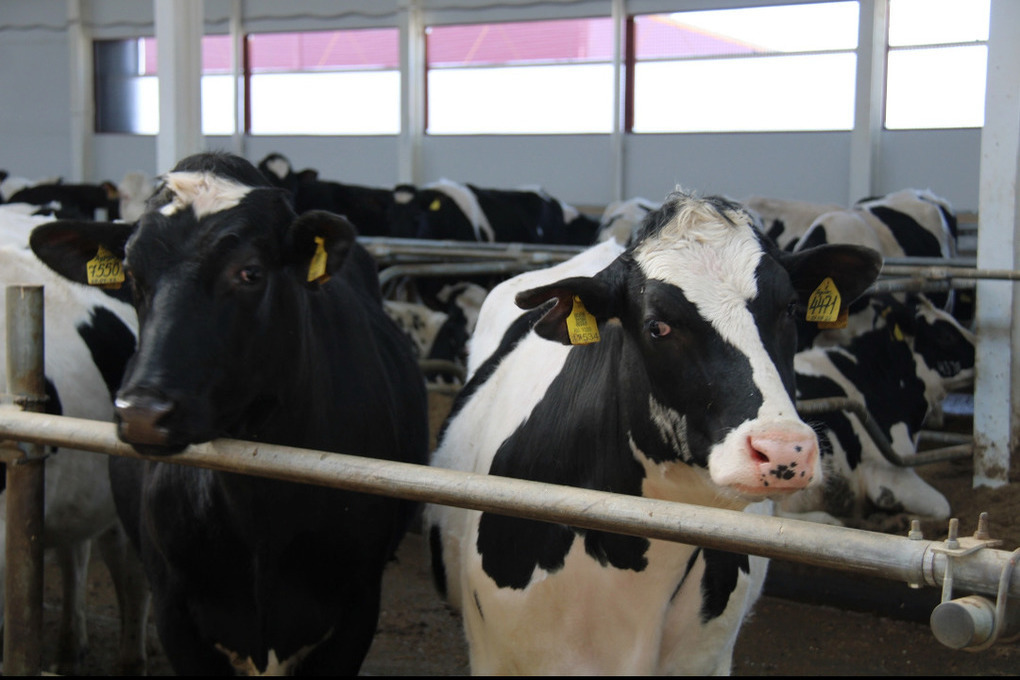 В Ивановской области строят новый животноводческий комплекс на 1460 голов крупного рогатого скота