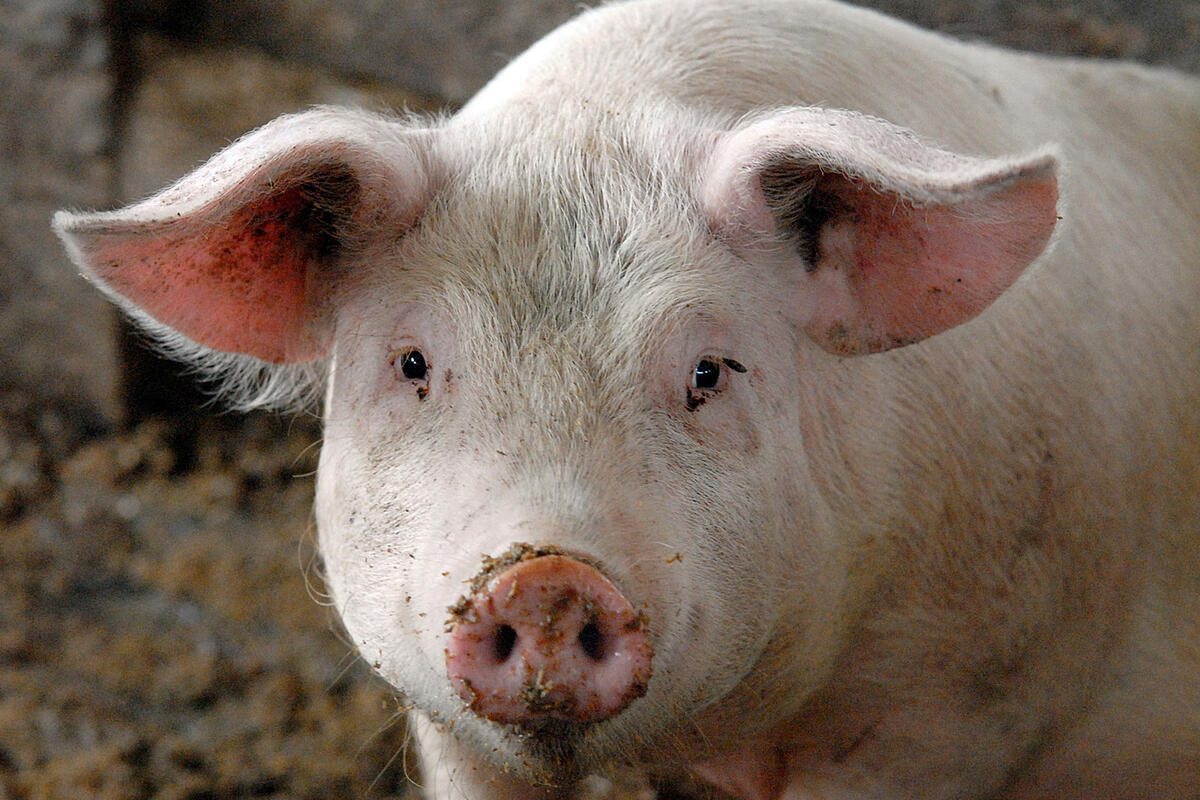 В двух поселениях Омской области ввели карантин из-за болезни свиней