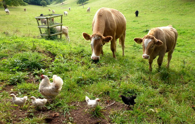 В Орловской области выросло поголовье скота и птицы