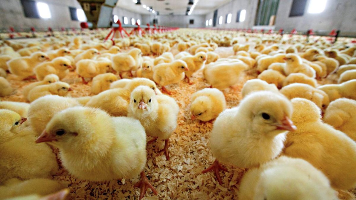 ГК «Экоптица» начала строить цех за 4 млрд в Липецке до получения разрешения