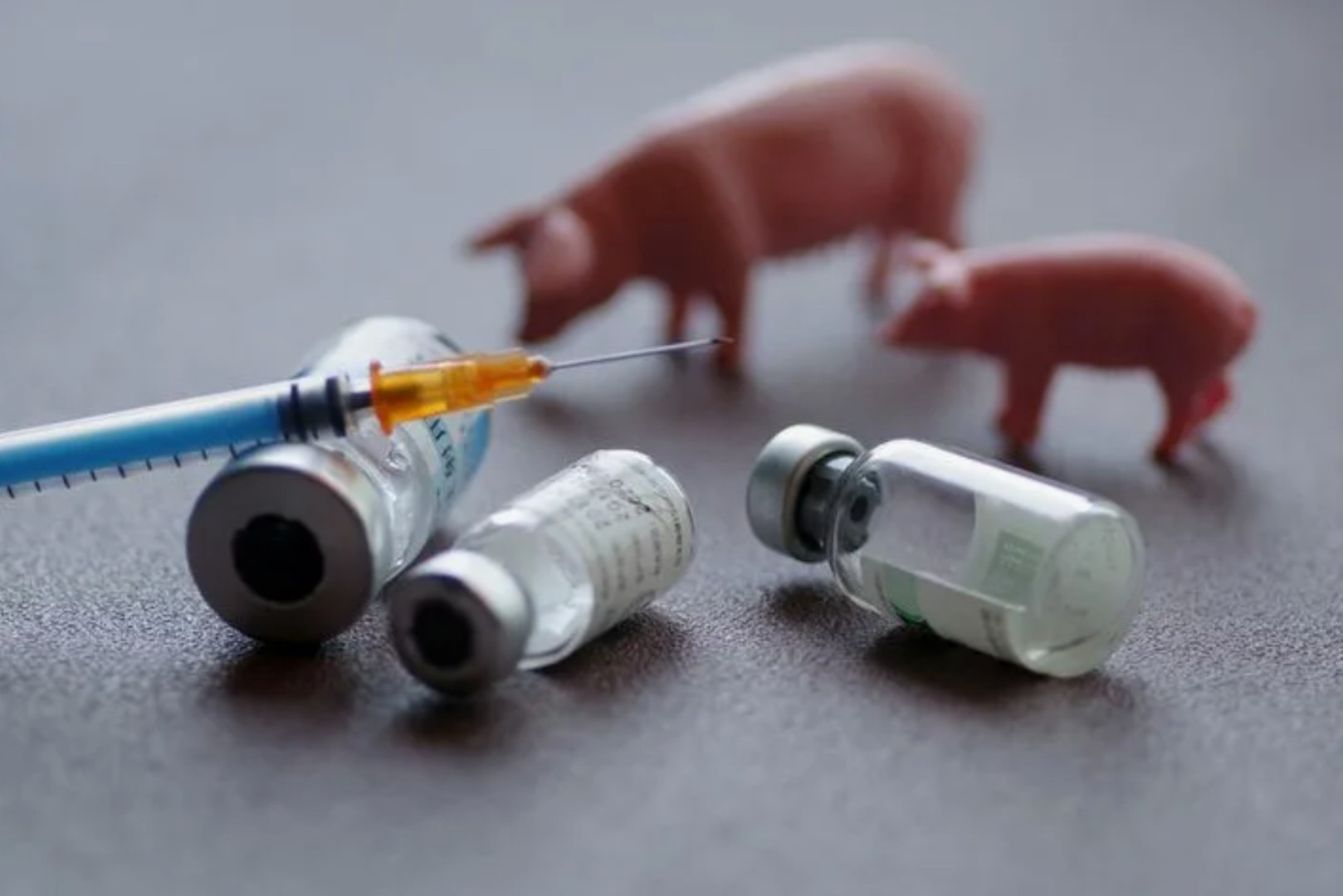 Россия избавится от импортозависимости по вакцинам для свиней в течение 3–5 лет — союз