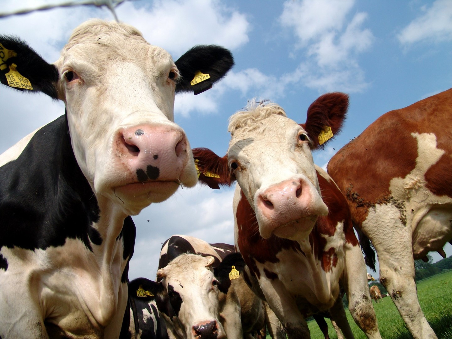 Производительность агросектора Костромской области за 5 лет выросла вдвое