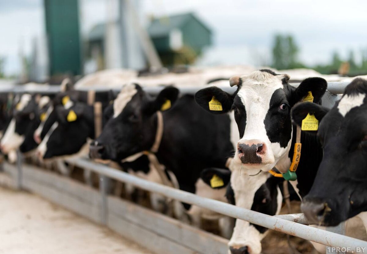 Под Вологдой начала работу молочно-товарная ферма с доильным залом