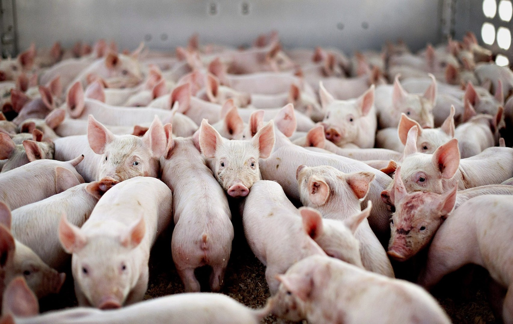 В центре России возникла проблема со свиньями