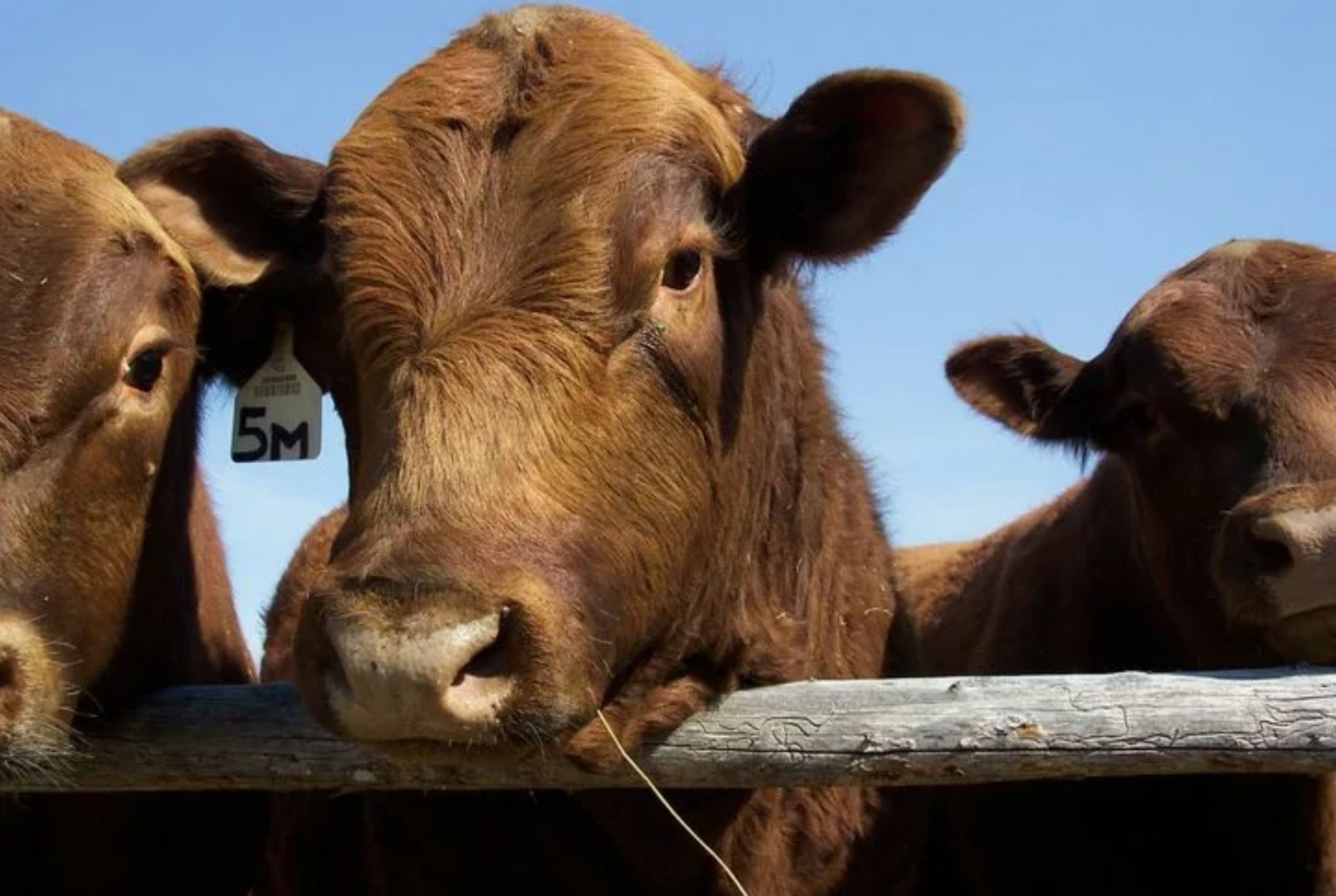 Количество крупного рогатого скота в Ростовской области сократилось на 7%