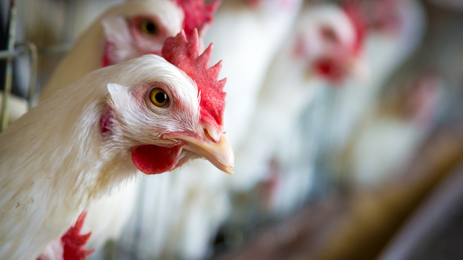 «Атлантис» стал владельцем компании с проектом птицефабрики за 4,4 млрд рублей в Славском округе