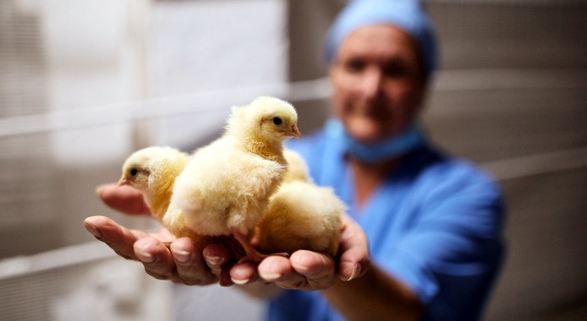 За 5 месяцев 2025 года объемы производства продукции АПК в Башкортостане выросли до 64 млрд рублей