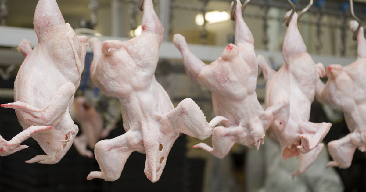 В Тюменской области началось производство «Петелинки»