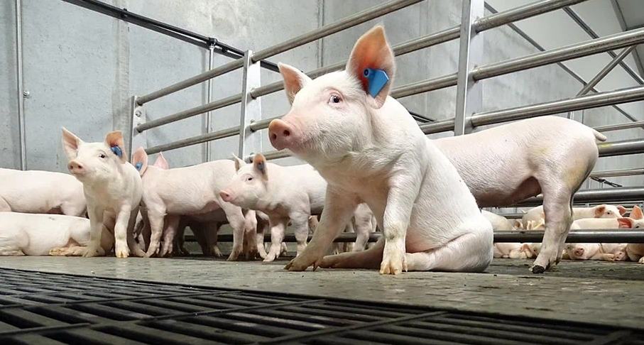 «Мясофорния» нарастит производство свинины до 1100 тонн за счет нового кластера в Ленобласти