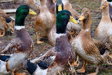 Сахалинский птицевод выходит на новый уровень производства