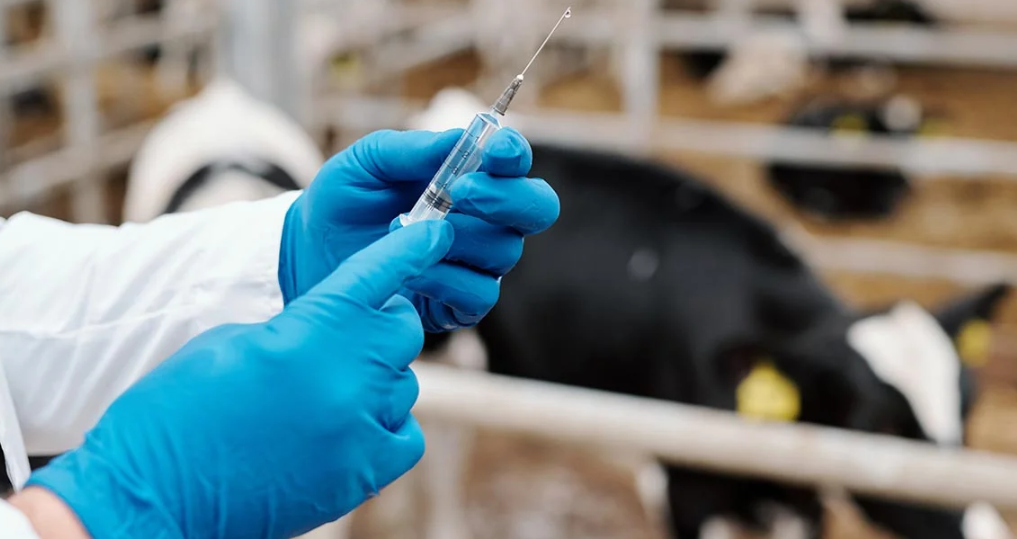 ВГНКИ создает лекарство для лечения эшерихиоза у сельхозживотных