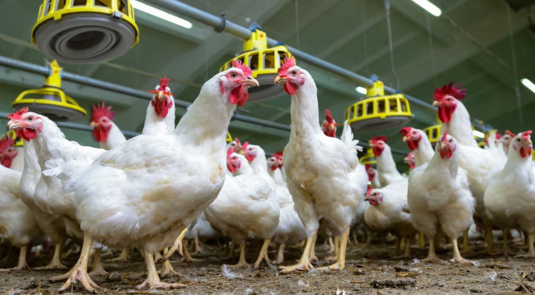 Минсельхоз не получал информацию о сокращении поголовья птицы