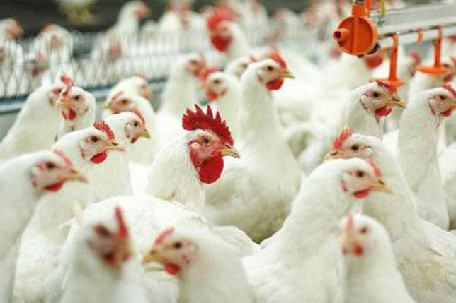 Кунгурская птицефабрика потратит на второй этап модернизации свыше 600 млн рублей