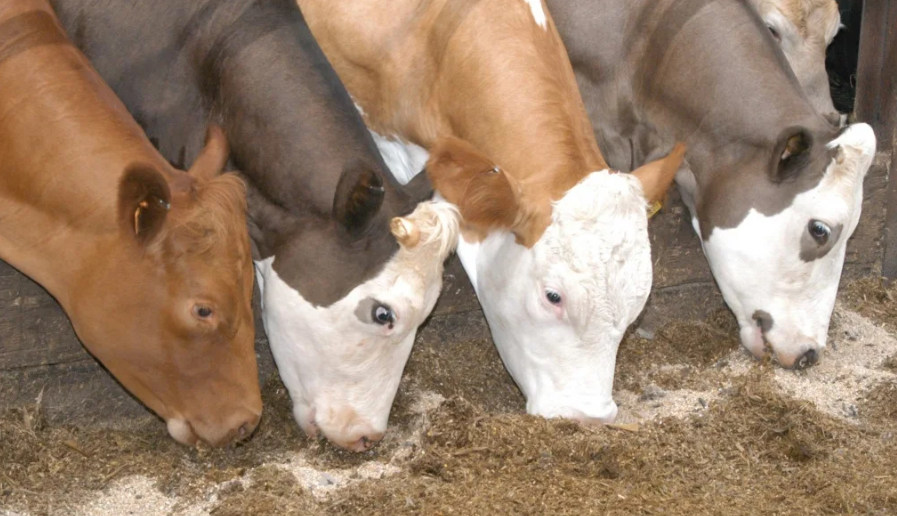 В Италии и Франции впервые зафиксированы вспышки заразного узелкового дерматита крупного рогатого скота