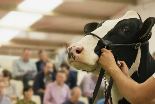 Оксана Лут поддержала практику аукционов в племенном животноводстве