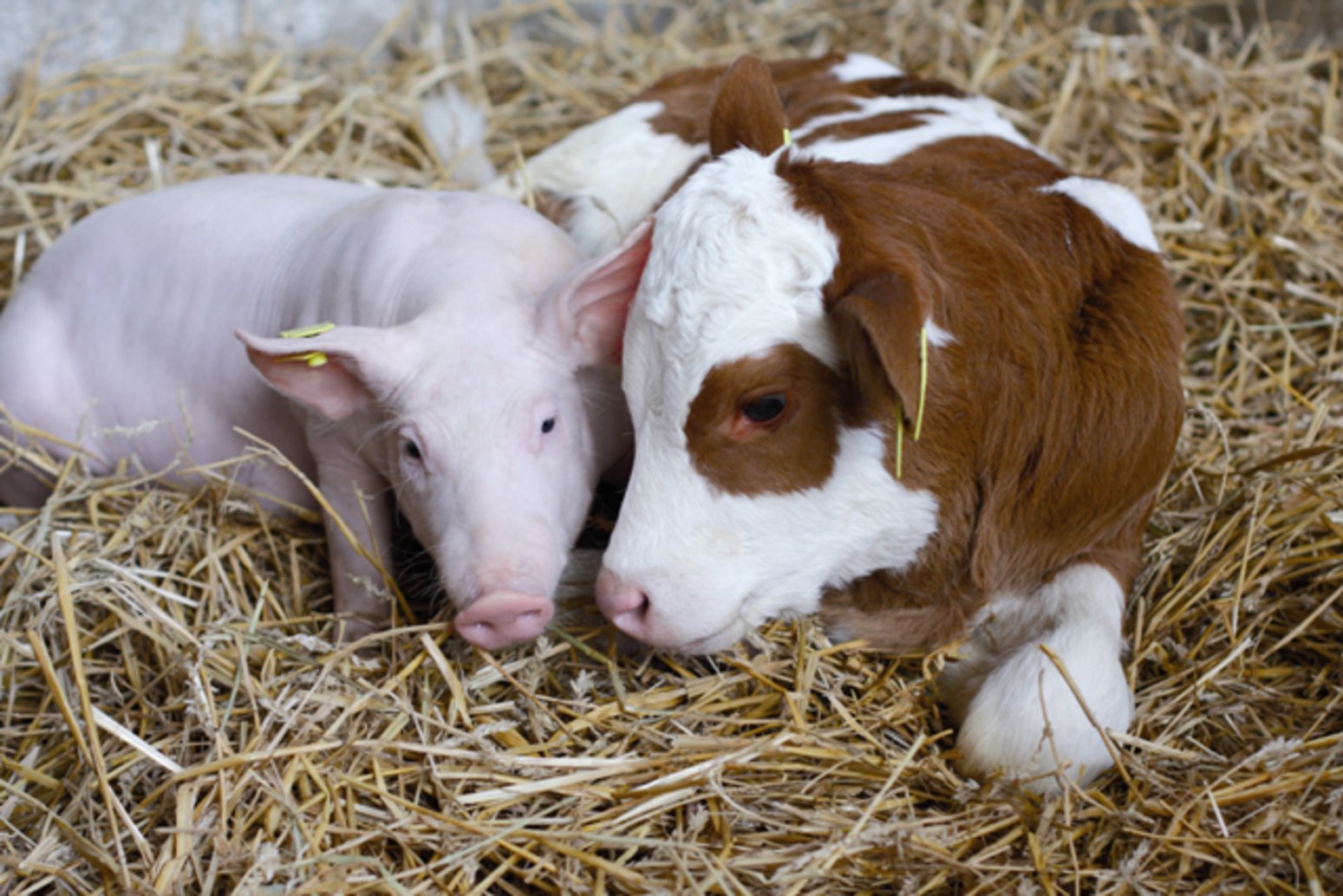 Россия наращивает объемы производства животноводческой продукции