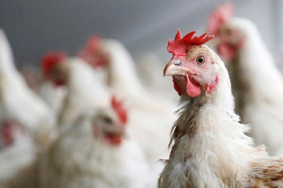 Тюменская птицефабрика уличена в долгах по экологическому сбору