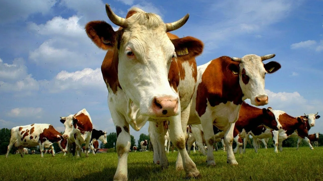 Селекционеры рассказали о перспективах отечественных пород животных