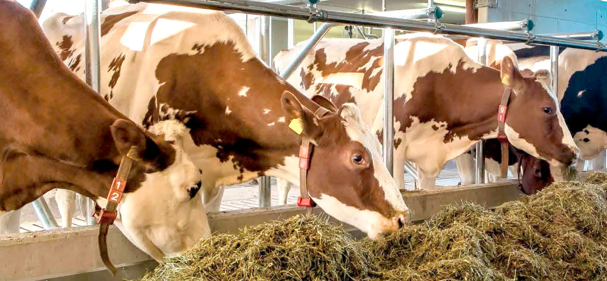 Кубань создаст геномную базу на 90 000 коров к 2027 году за 371 млн рублей