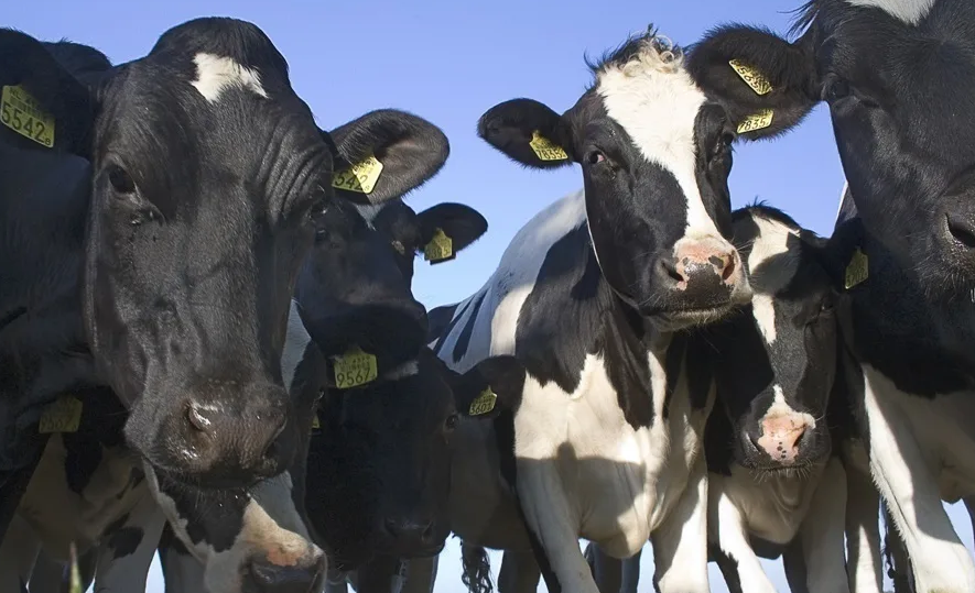 Доля прибыльных хозяйств в растениеводстве и животноводстве России снизилась до 79% в первом полугодии 2025 года