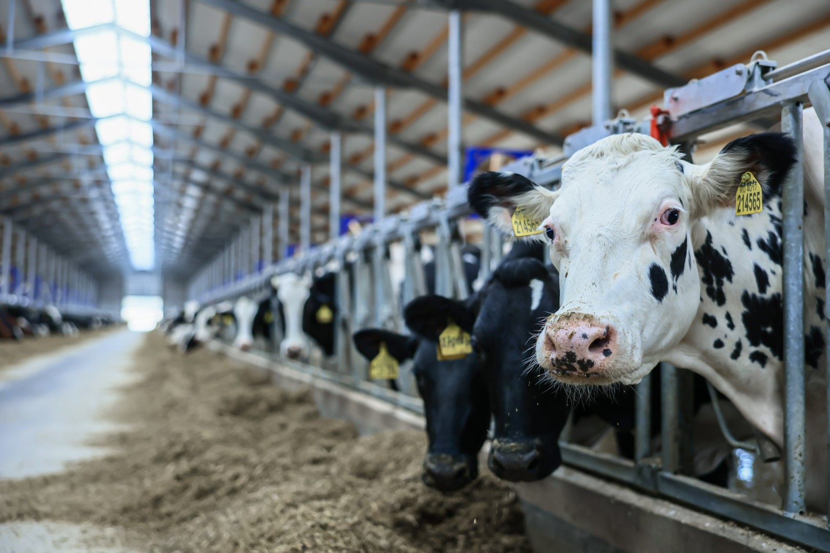 В РФ создают умную систему ранней диагностики хромоты у крупного рогатого скота