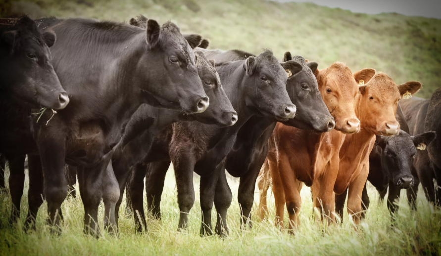 Российский рынок говядины: вызовы и перспективы