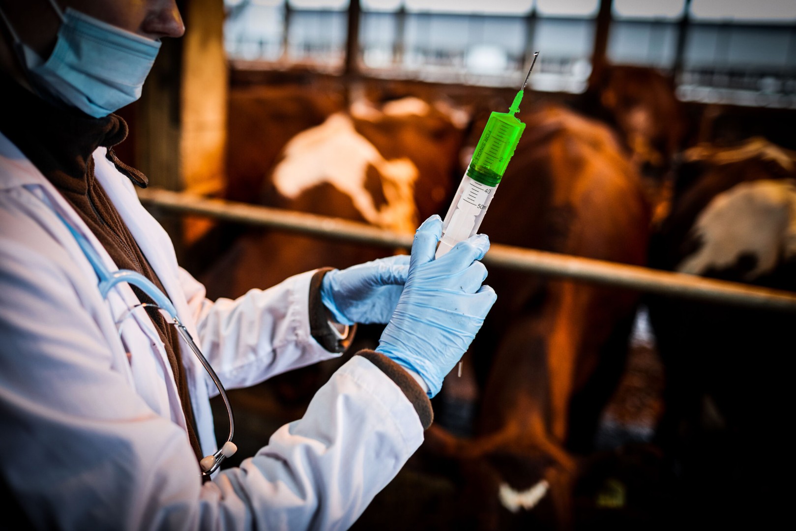 Новое исследование: вакцина Tiba обеспечивает полную защиту КРС от ящура