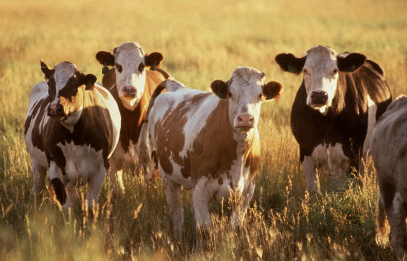 Патрушев: РФ достаточно обеспечена генматериалом в свиноводстве