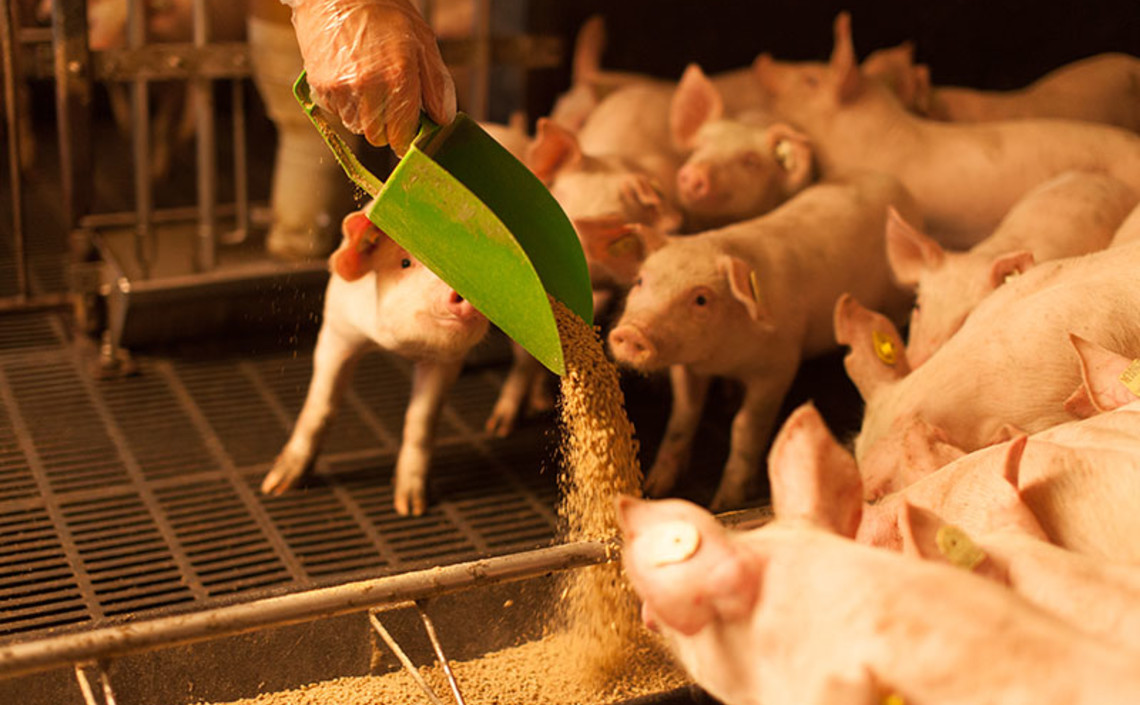 Регионы Черноземья лидируют по страхованию сельхозживотных в стране