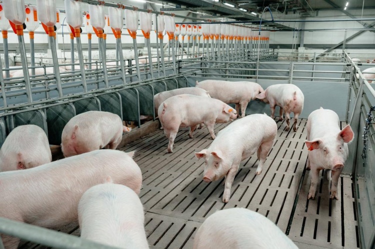 «Омский бекон» укомплектовал поголовьем производственный комплекс «Чунаевский-2»