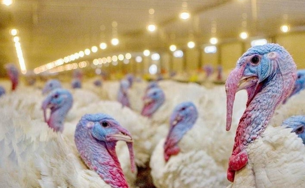 Ростовское птицеводческое предприятие намерено привлечь на работу узбекистанцев