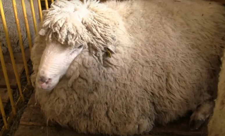 В Карельское поселение доставят овец из Курской области, чье мясо не имеет специфического запаха