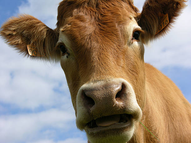 На Северном Кипре зафиксирован случай «коровьего бешенства»