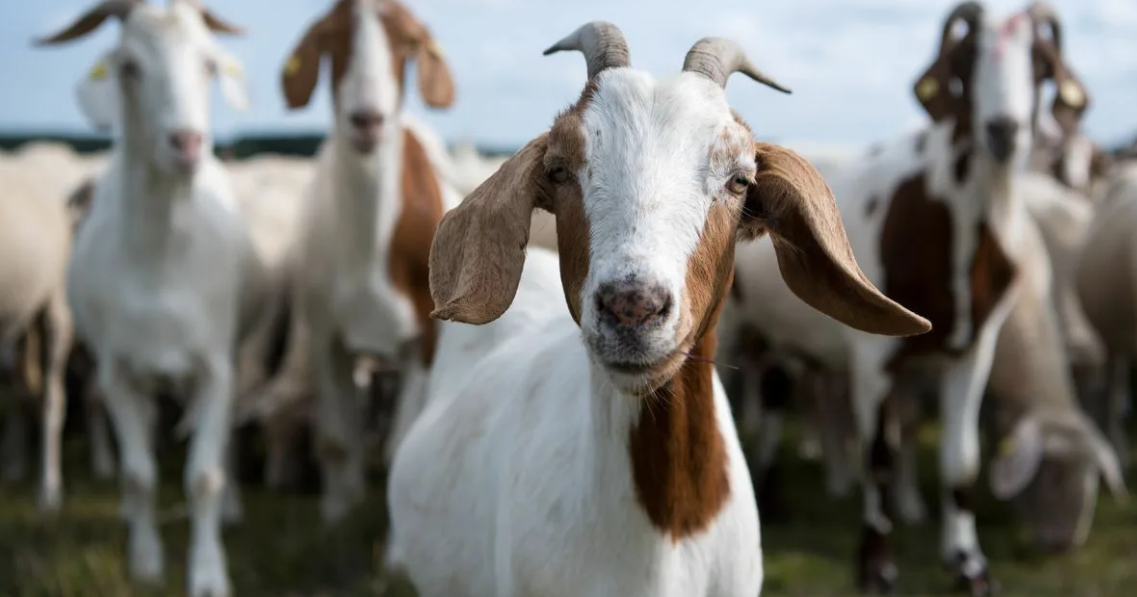 В Уганде зафиксирована вспышка неизвестного заболевания, гибнут козы и овцы