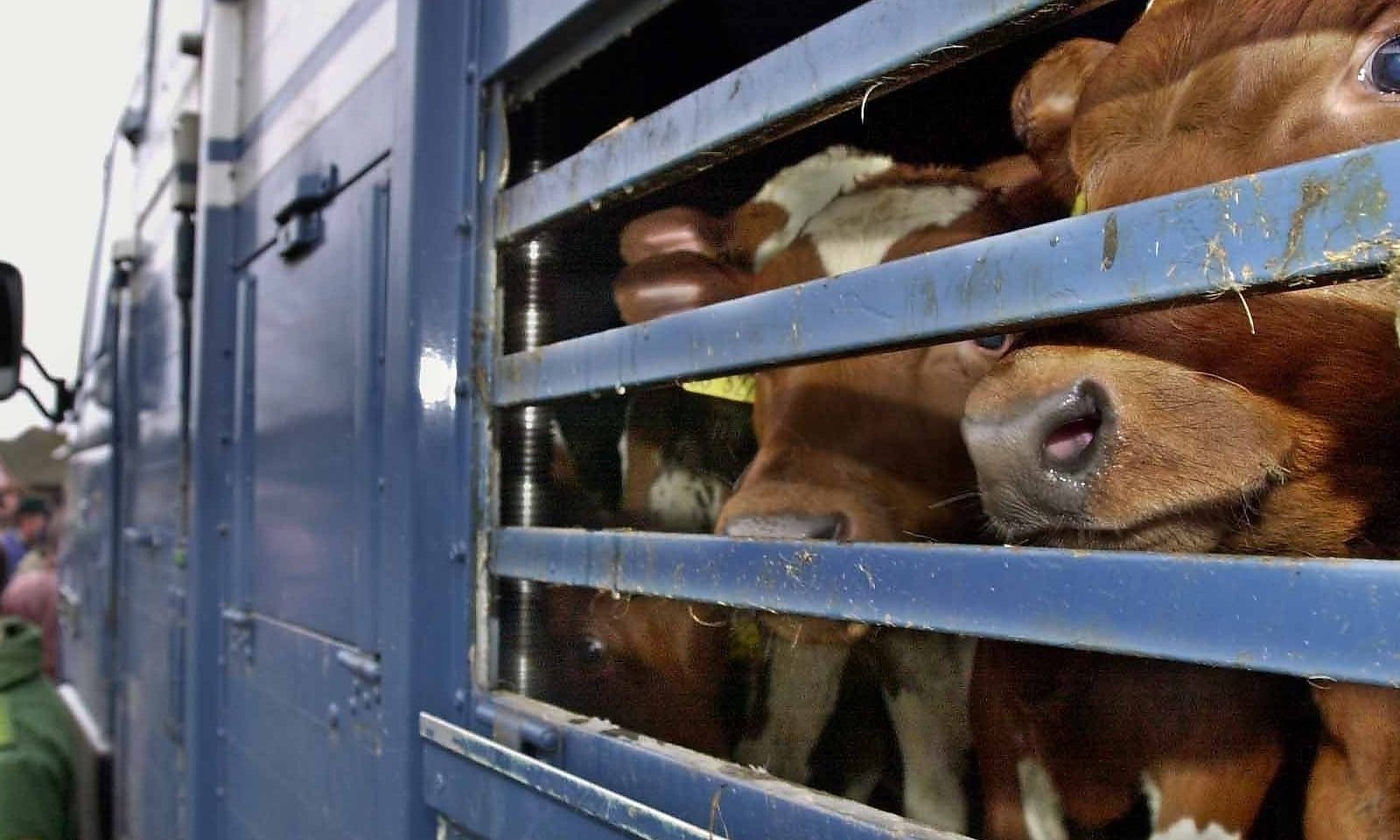 Под контролем Россельхознадзора из Курской области в Таджикистан отправлена первая партия крупного рогатого скота