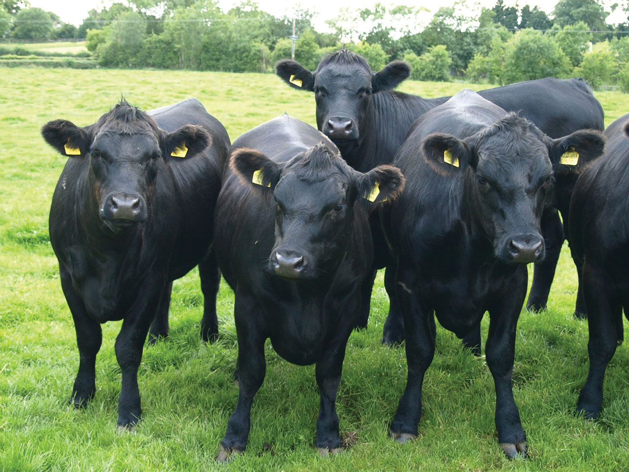 Тюменский агрохолдинг наращивает производство мраморной говядины