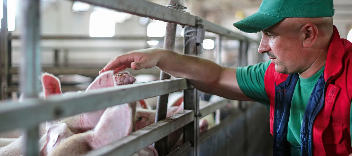 Ученые разработали программу для расчета оптимальной температуры в животноводческих комплексах