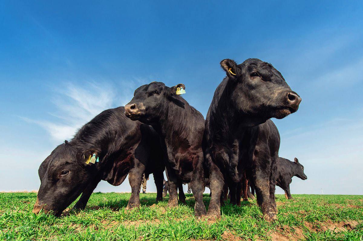 На откормочной площадке КРС «Согласие» музыка играет круглосуточно