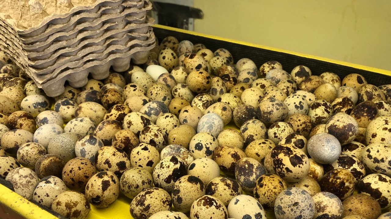 Крупнейший в РФ производитель яиц и мяса перепелов построит новый инкубатор