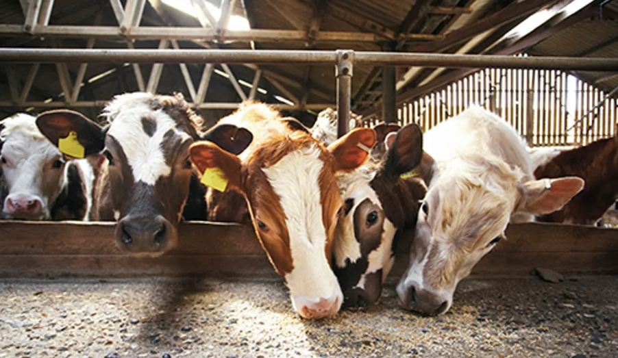 Уровень инфицированности скота лейкозом на Кубани снизился до 0,4%