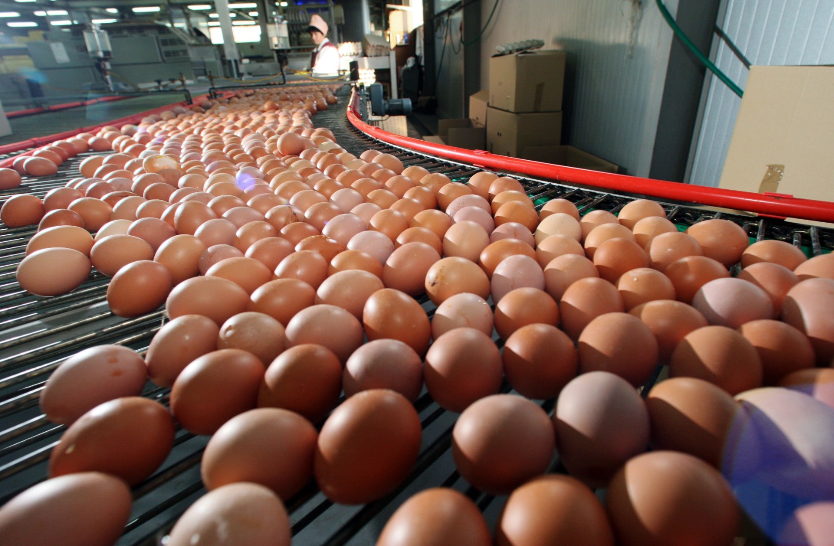 Производство яиц в июле выросло на 3,4%, скота и птицы - снизилось на 0,8% - Росстат