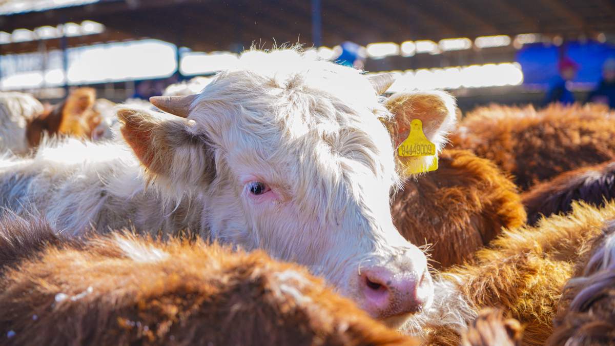 В Бурятии сняли ограничения на экспорт скота и животноводческой продукции