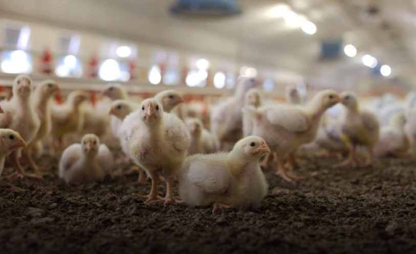 Министерство сельского хозяйства США прогнозирует рост производства птицы на Украине и переориентацию экспорта