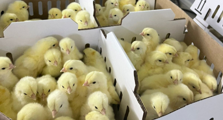 Почти 200 тысяч голов птицы экспортировано из Башкирии под контролем Россельхознадзора