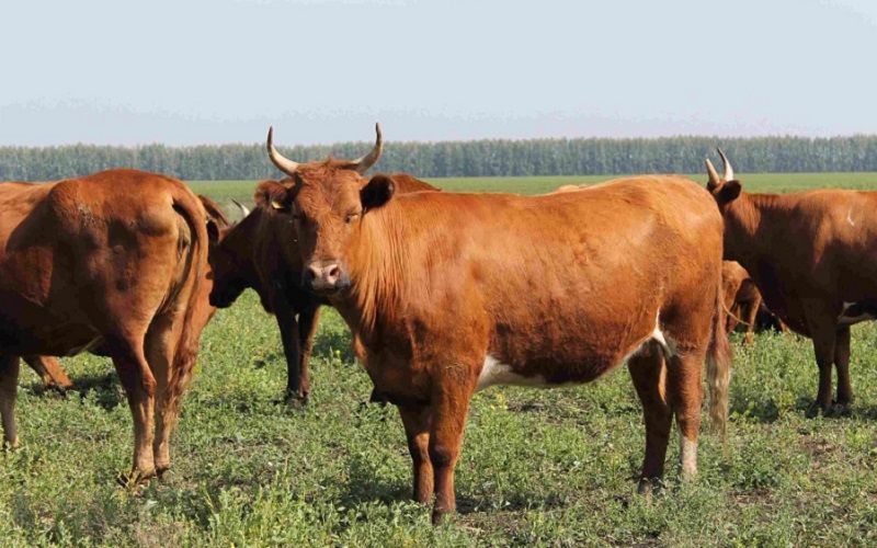 В Бурятии хозяйство ООО «Виста» Бичурского района стало обладателем статус племрепродуктора по калмыцкой породе КРС