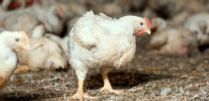 «Агрокомплекс» запустил на Кубани репродуктор птицефабрики за ₽2,4 млрд