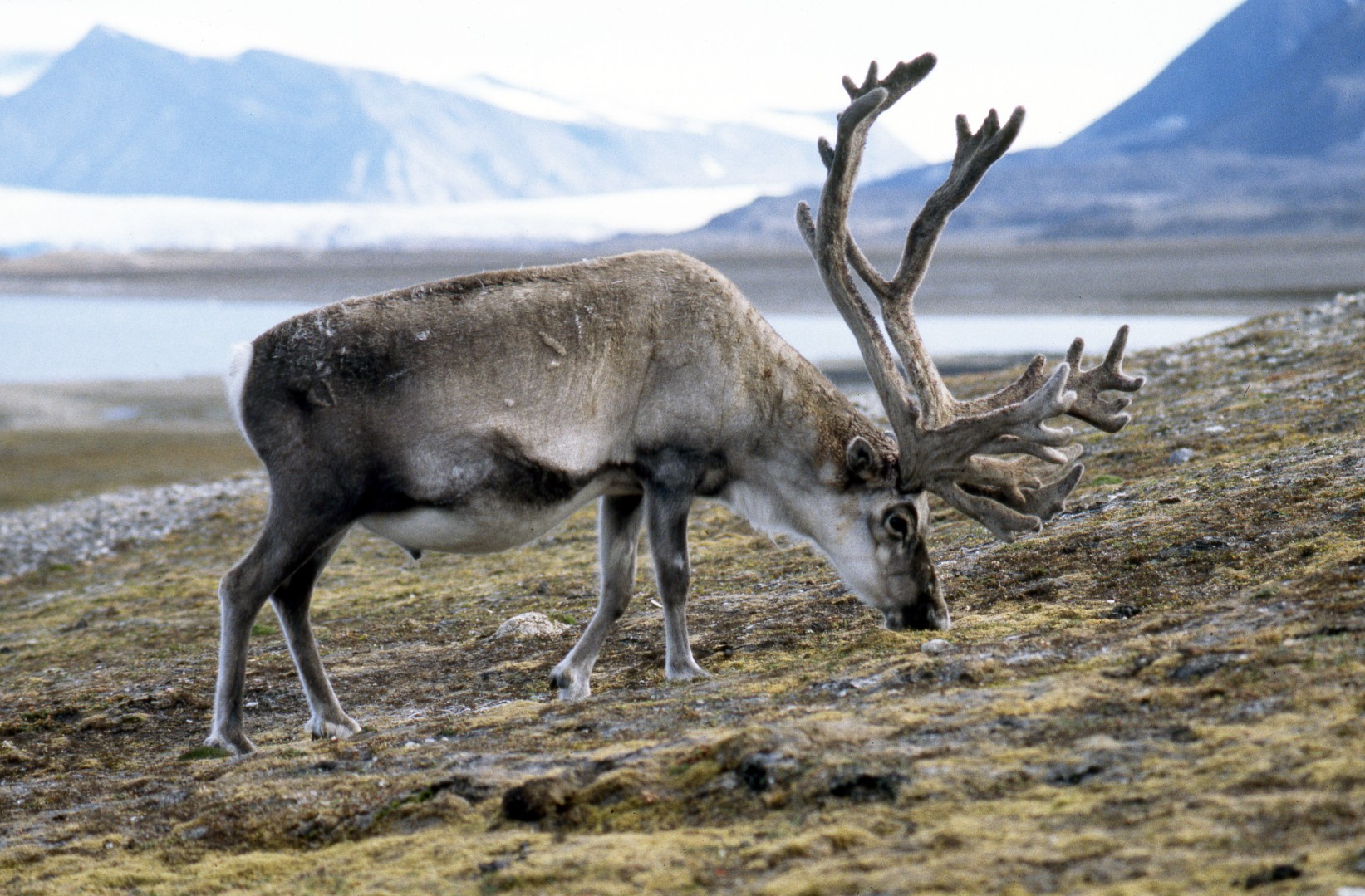 Китай открыл рынок для российских северных оленей и пантов