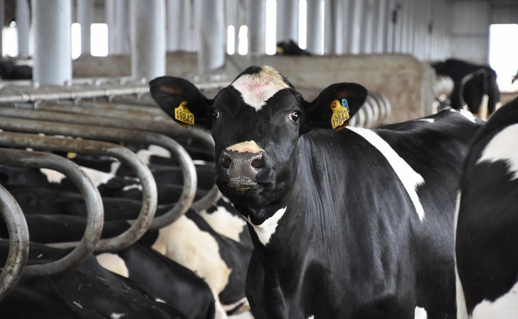 Поголовье скота продолжает падать в Челябинской области