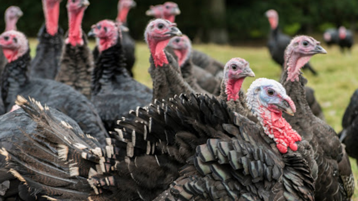 Hendrix Genetics направит €10 млн на развитие программы селекции индеек